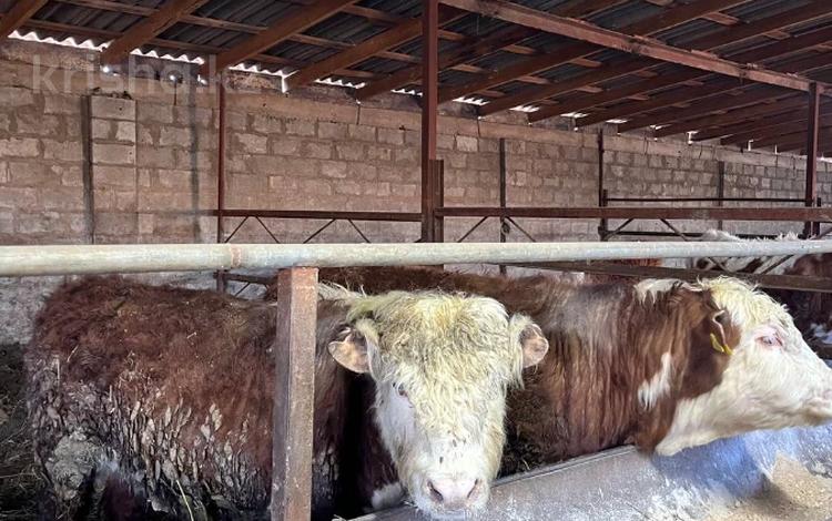 Өнеркәсіптік база · 22 га, 5 микрорайон 1, бағасы: 250 млн ₸ в  — фото 2