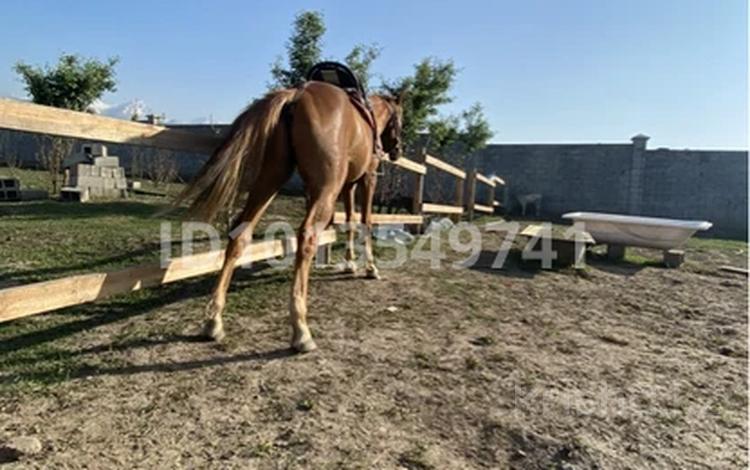 Сельское хозяйство · 100 м² за 500 000 ₸ в Алматы, Наурызбайский р-н — фото 2