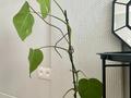 1-бөлмелі пәтер · 33 м² · 4/5 қабат, Гоголя 117 — Сейфуллина, бағасы: 19 000 ₸ в Алматы, Алмалинский р-н — фото 10