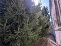 Жеке үй · 5 бөлме · 270 м² · 10 жүзд., Таншолпан 8, бағасы: 59 млн ₸ в Актобе, жилой массив Жанаконыс — фото 50
