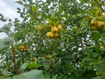 Дача · 2 комнаты · 15 м² · 6.5 сот., Рябиновая 26 — Сад здоровья за 600 000 〒 в Павлодаре