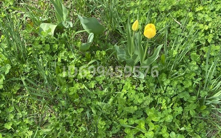 Участок · 3 га, Розбакиева за 5 млн ₸ в  — фото 3