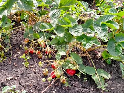 Дача · 2 комнаты · 22 м² · 6 сот., Садовое общество «Ромашка», 40-линия 69 за 2.1 млн 〒 в Петропавловске