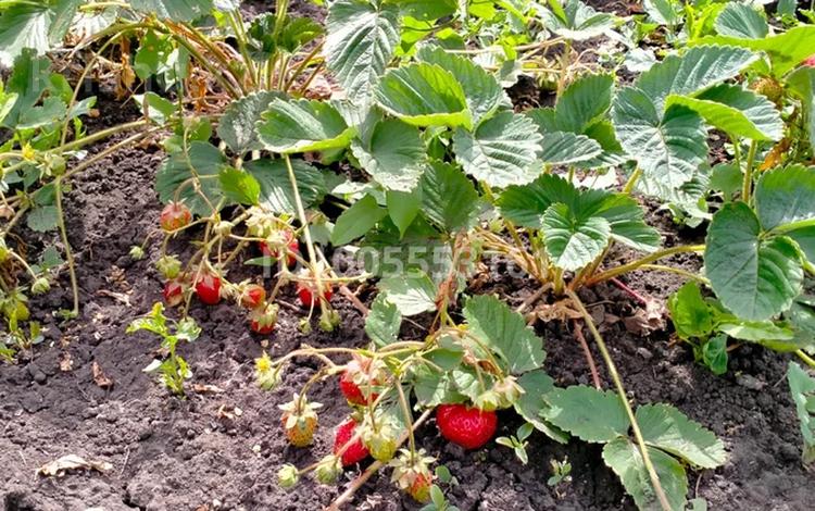 Дача · 2 комнаты · 22 м² · 6 сот., Садовое общество «Ромашка», 40-линия 69 за 2.5 млн 〒 в Петропавловске — фото 4