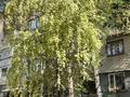 1-бөлмелі пәтер · 33.1 м² · 3/5 қабат, №8 ш/а., бағасы: 300 000 ₸ в Алматы, Ауэзовский р-н — фото 34
