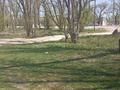 Участок · 520 соток, Жаналык (Талгарский район) за 275 млн ₸