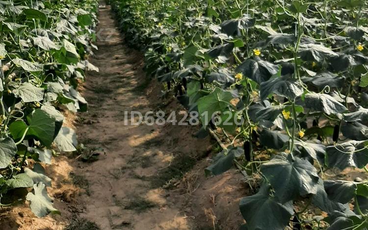 Сельское хозяйство • 10000 м² за 129.9 млн 〒 в Караой — фото 2