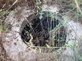 Отдельный дом · 2 комнаты · 100 м² · 10 сот., Восточные дачи 7 — 7 тополей за 15.5 млн ₸ в Семее — фото 6