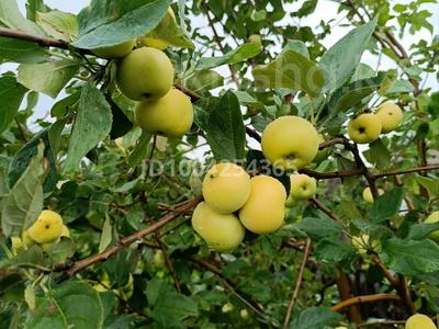 Дача · 2 комнаты · 15 м² · 600 сот., Южная 24 — Северная Аллея за 350 000 〒 в Павлодаре