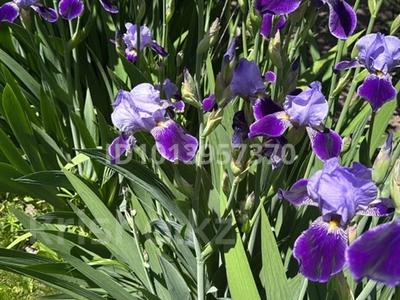 Жеке үй · 4 бөлме · 300 м² · 35 жүзд., Якупова, бағасы: 90 млн ₸ в Амангельды