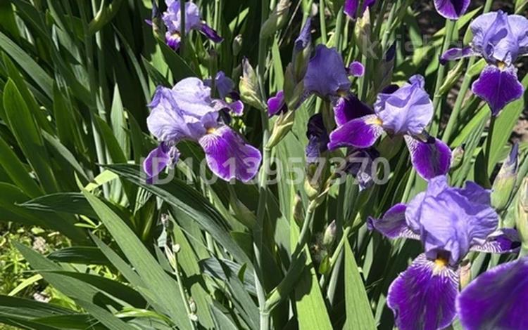 Жеке үй · 4 бөлме · 300 м² · 35 жүзд., Якупова, бағасы: 90 млн ₸ в Амангельды — фото 2