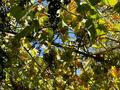 Жеке үй · 8 бөлме · 350 м² · 10 жүзд., 29-ш/а. 120 — Толқын 1, бағасы: 110 млн ₸ в Актау, 29-й мкр — фото 20