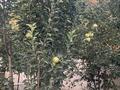 Жеке үй · 5 бөлме · 200 м² · 10 жүзд., Айша Менлибаева 9 — Школа 144, бағасы: 25 млн ₸ в Кызылжарма — фото 4