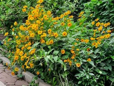 Жеке үй · 5 бөлме · 350 м² · 11 жүзд., мкр Шубар 5, бағасы: 250 млн ₸ в Астане, Есильский р-н