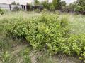 Саяжай · 1 бөлме · 10 м² · 10 жүзд., Луговая, бағасы: 9 млн ₸ в Астане, р-н Байконур — фото 2