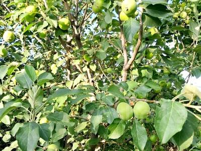 Дача · 2 комнаты · 40 м² · 10 сот., СТ Раушан — Когечная остановка 28 автобуса за 4.2 млн 〒 в 