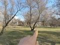 Жер телімі · 1 га, Междуреченск, бағасы: 8 млн ₸ — фото 2