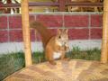 Дом · 5 комнат · 1200 м², Набережная 2 за 350 000 ₸ в Алматы — фото 80