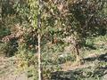 Участок · 24 сотки, Г. Атырау, улица Сапагали Шакимова (район Левой нижней Перетаски) 23 — После Таскалы за 5.5 млн ₸ — фото 2