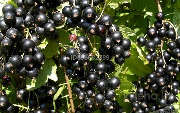 Саженцы Черной Смородины Крупноплодной Купить В Алматы