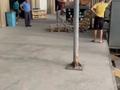 Промбаза · 104 сотки, Каратюбинское шоссе 55 — Мясокомбинат за 3 500 〒 в Шымкенте, Енбекшинский р-н — фото 16