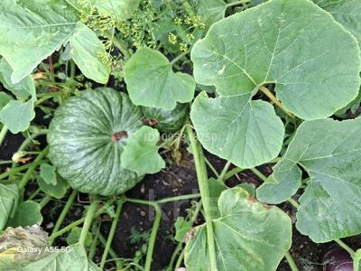 Дача · 1 комната · 18 м² · 6 сот., Пищевик за ~ 1.6 млн 〒 в Кокшетау