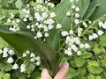 Саяжай · 2 бөлме · 36 м² · 8 жүзд., Горный садовод, бағасы: 5 млн ₸ в Кок-лай-сае — фото 13