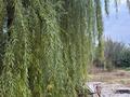 Саяжай · 3 бөлме · 35 м² · 12 жүзд., 11-линия 10, бағасы: 8 млн ₸ в  — фото 35