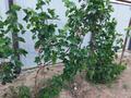 Жеке үй · 3 бөлме · 85 м² · 7 жүзд., мкр Ракуша, С.Хасанов 17б, бағасы: 26 млн ₸ в Атырау — фото 12