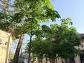Жеке үй · 6 бөлме · 380 м² · 13 жүзд., Сматлаева — Бекет батыра, бағасы: 220 млн ₸ в Шымкенте, Аль-Фарабийский р-н — фото 9