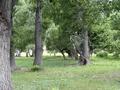 Участок · 10 га, Катон Карагай — Аудан орталығынан 15 км за 120 млн ₸ в  — фото 7
