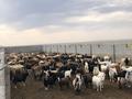 Сельское хозяйство · 100000 м² за 990 млн ₸ в Алматинской обл., Таргап — фото 13