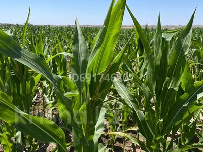 Участок · 150 га, Нургиса Тлендиев за 5 млрд 〒