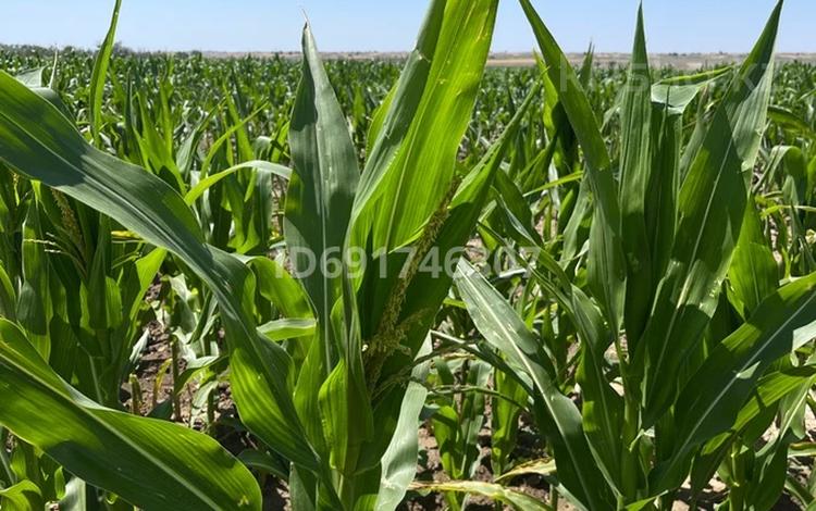 Участок · 150 га, Нургиса Тлендиев за 5 млрд 〒 — фото 7