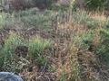 Участок · 12 соток, мкр Азат — Ақжол көшесі,жолдың бойы за 12 млн ₸ в Шымкенте, Енбекшинский р-н — фото 17