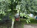 Отдельный дом · 8 комнат · 375 м² · 11 сот., Урицкого 19 — Тарана Урицкого за 168 млн ₸ в Костанае — фото 6