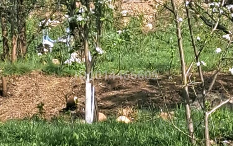 Отдельный дом · 4 комнаты · 120 м² · 10 сот., Байтурсын 4 — ШКВХ ТЕРР.КОЛЛЕДЖ за 31.2 млн ₸ в Шамалгане — фото 2