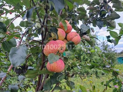 Дача · 2 комнаты · 32 м² · 8.3 сот., Майкудук общество Ромашка — Сортировка за 2 млн 〒 в Караганде, Алихана Бокейханова р-н