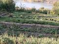 Участок · 10 соток, Дачное общество Озон 76 за 1.5 млн 〒 в Усть-Каменогорске — фото 2