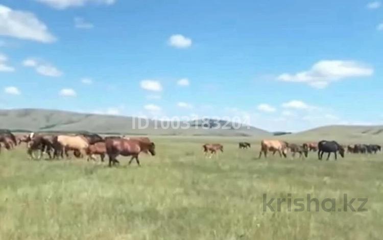 Готовый, прибыльный , бизнес! крестьянское хозяйство 2000 Га · 20000 м² за 700 млн ₸ в Ерейментау — фото 2