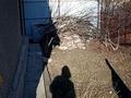 Дача · 2 комнаты · 37 м² · 6 сот., жилой массив Кайнар Булак, Дзержинец садовая 71 — Зелёный забор за 9 млн ₸ в Шымкенте, Абайский р-н — фото 12