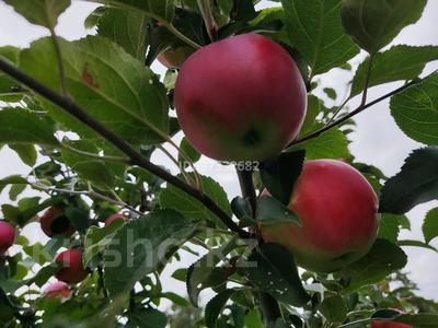 Саяжай · 1 бөлме · 25 м² · 7 жүзд., СТ Борки — Садовое товарищество Борки, бағасы: 2.1 млн ₸ в Петропавловске