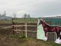 Ферму с лошадьми (30 голов и жеребята), 10000 м², бағасы: 70 млн 〒 в Байсерке — фото 7