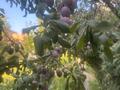 Участок · 12.5 соток, пгт Балыкши, Пгт Балыкши. Боуржан момышулы 56 — Сельстрой за 55 млн ₸ в Атырау — фото 7
