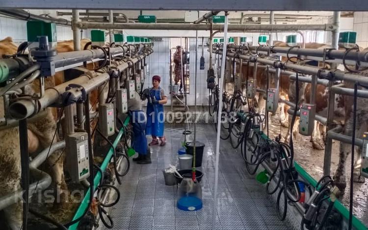 Молочно-товарная ферма · 4200 м², бағасы: 600 млн 〒 в Новомарковка — фото 2