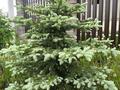 Жеке үй · 5 бөлме · 180 м² · 10 жүзд., 4 микрорайон, бағасы: 55 млн ₸ в Акмоле — фото 11