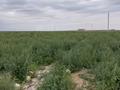 Участок · 42 га, Кызылкум за 80 млн ₸ в Курыке — фото 3