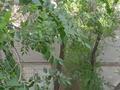2-бөлмелі пәтер · 55 м² · 5/5 қабат, мкр Самал 52 — Шостаковича, бағасы: 13.5 млн ₸ в Таразе — фото 24