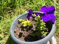 1 комната · 13 м² · 1/1 этаж, Байгонакова — Магазин Шынгыс за 4 000 ₸ в  — фото 12