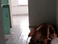 Жеке үй · 4 бөлме · 80 м² · 16 жүзд., Самир — Самир, бағасы: 70 000 ₸ в Жамбыл — фото 20